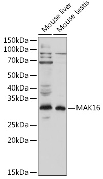 Western blot analysis of extracts of various cell lines using MAK16 Polyclonal Antibody at 1:1000 dilution.