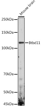 Western blot analysis of extracts of Mouse brain using Btbd11 Polyclonal Antibody at 1:1000 dilution.