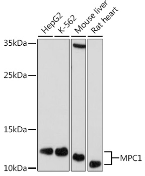Western blot analysis of extracts of various cell lines using MPC1 Polyclonal Antibody at 1:1000 dilution.