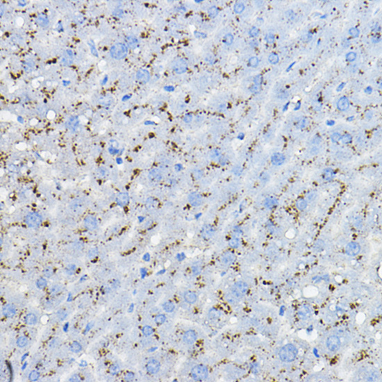 Immunohistochemistry of paraffin-embedded mouse liver using MPC2 Polyclonal Antibody at dilution of 1:100 (40x lens).Perform high pressure antigen retrieval with 10 mM citrate buffer pH 6.0 before commencing with IHC staining protocol.