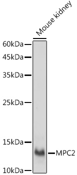 Western blot analysis of extracts of Mouse kidney using MPC2 Polyclonal Antibody at 1:1000 dilution.