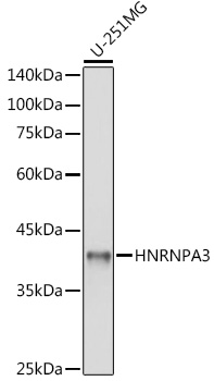 Western blot analysis of extracts of U-251MG cells using HNRNPA3 Polyclonal Antibody at 1:1000 dilution.