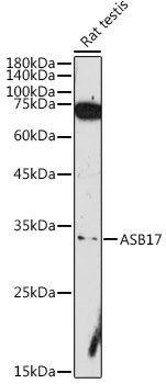 Western blot analysis of extracts of Rat testis using ASB17 Polyclonal Antibody at 1:1000 dilution.