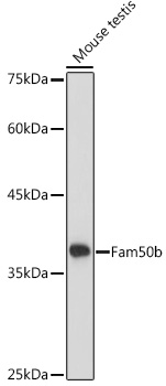 Western blot analysis of extracts of Mouse testis using Fam50b Polyclonal Antibody at 1:1000 dilution.