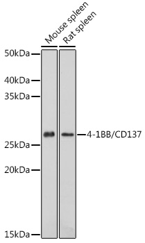Western blot analysis of extracts of various cell lines using 4-1BB/CD137 Polyclonal Antibody at 1:1000 dilution.