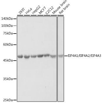 Western blot analysis of extracts of various cell lines using eIF4A Polyclonal Antibody at 1:1000 dilution.