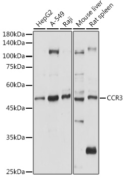Western blot analysis of extracts of various cell lines using CCR3 Polyclonal Antibody at 1:1000 dilution.