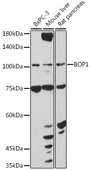 Western blot analysis of extracts of various cell lines using BOP1 Polyclonal Antibody at 1:1000 dilution.