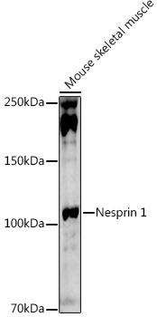 Western blot analysis of extracts of Mouse skeletal muscle using Nesprin 1 Polyclonal Antibody at 1:1000 dilution.