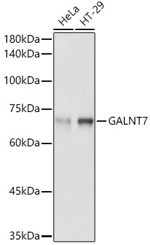 Western blot analysis of extracts of various cell lines using GALNT7 Polyclonal Antibody at 1:1000 dilution.