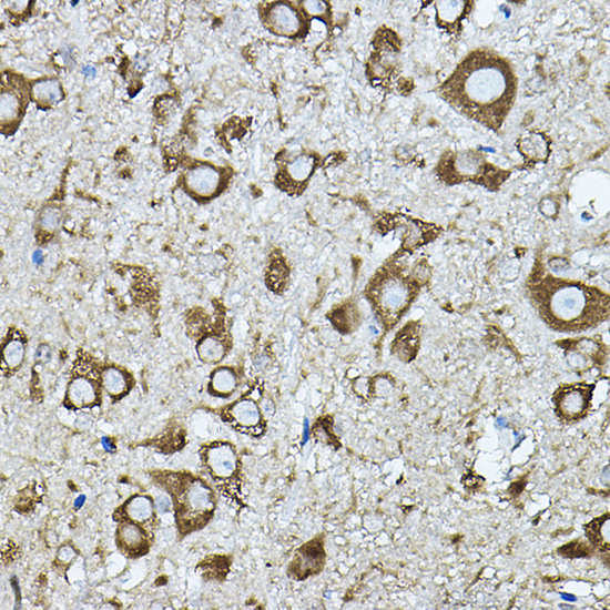 Immunohistochemistry of paraffin-embedded mouse spinal cord using KIAA0196 Polyclonal Antibody at dilution of 1:100 (40x lens).Perform high pressure antigen retrieval with 10 mM citrate buffer pH 6.0 before commencing with IHC staining protocol.