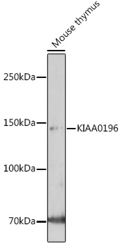 Western blot analysis of extracts of Mouse thymus using KIAA0196 Polyclonal Antibody at 1:1000 dilution.