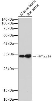 Western blot analysis of extracts of various cell lines using Fam221a Polyclonal Antibody at 1:1000 dilution.