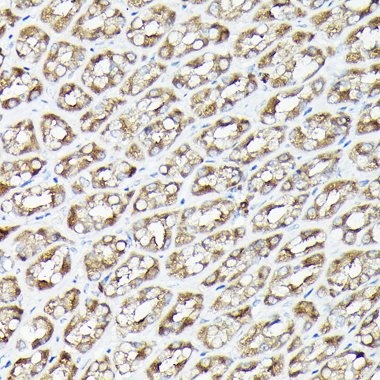 Immunohistochemistry of paraffin-embedded rat stomach using RPS6KA1/RPS6KA2/RPS6KA3 Polyclonal Antibody at dilution of 1:200 (40x lens).Perform high pressure antigen retrieval with 10 mM citrate buffer pH 6.0 before commencing with IHC staining protocol.