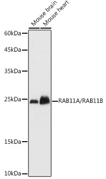 Western blot analysis of extracts of various cell lines using RAB11A/RAB11B Polyclonal Antibody at 1:1000 dilution.