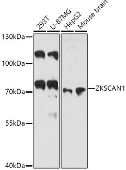 Western blot analysis of extracts of various cell lines using ZKSCAN1 Polyclonal Antibody at 1:3000 dilution.