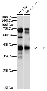 Western blot analysis of extracts of various cell lines using METTL9 Polyclonal Antibody at 1:1000 dilution.