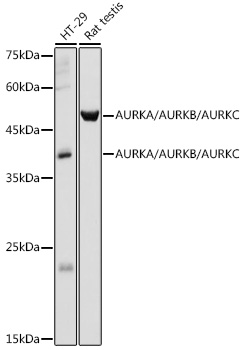 Western blot analysis of extracts of various cell lines using AURKA/AURKB/AURKC Polyclonal Antibody at 1:500 dilution.