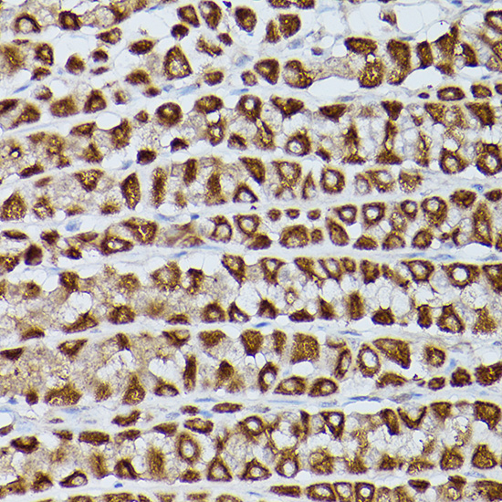 Immunohistochemistry of paraffin-embedded rat stomach using Slc39a11 Polyclonal Antibody at dilution of 1:100 (40x lens).Perform high pressure antigen retrieval with 10 mM citrate buffer pH 6.0 before commencing with IHC staining protocol.