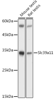 Western blot analysis of extracts of various cell lines using Slc39a11 Polyclonal Antibody at 1:1000 dilution.