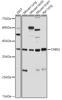 Western blot analysis of extracts of various cell lines using CNN3 Polyclonal Antibody at 1:500 dilution.