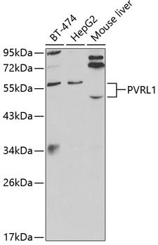 Western blot analysis of extracts of various cell lines using PVRL1 Polyclonal Antibody at 1:1000 dilution.