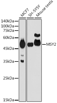 Western blot analysis of extracts of various cell lines using MSY2 Polyclonal Antibody at 1:1000 dilution.