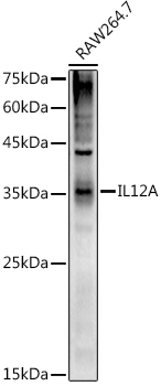 Western blot analysis of extracts of RAW264.7 cells using IL12A Polyclonal Antibody at 1:1000 dilution.