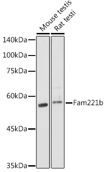 Western blot analysis of extracts of various cell lines using Fam221b Polyclonal Antibody at 1:1000 dilution.