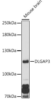 Western blot analysis of extracts of Mouse brain using DLGAP3 Polyclonal Antibody at 1:1000 dilution.