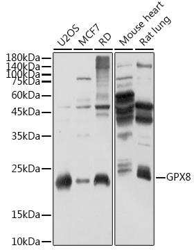 Western blot analysis of extracts of various cell lines using GPX8 Polyclonal Antibody at 1:1000 dilution.