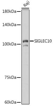 Western blot analysis of extracts of Raji cells using SIGLEC10 Polyclonal Antibody at 1:1000 dilution.