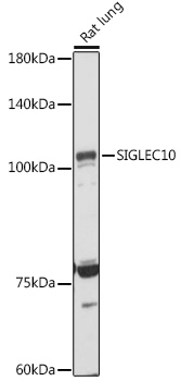 Western blot analysis of extracts of Rat lung using SIGLEC10 Polyclonal Antibody at 1:1000 dilution.