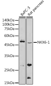 Western blot analysis of extracts of various cell lines using NKX6-1 Polyclonal Antibody at 1:500 dilution.