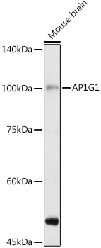 Western blot analysis of extracts of various cell lines using AP1G1 Polyclonal Antibody at 1:1000 dilution.