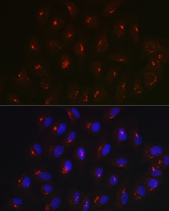 Immunofluorescence analysis of U2OS cells using GOLGB1 Polyclonal Antibody at dilution of 1:100 (40x lens). Blue: DAPI for nuclear staining.