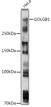 Western blot analysis of extracts of HeLa cells using GOLGB1 Polyclonal Antibody at 1:1000 dilution.