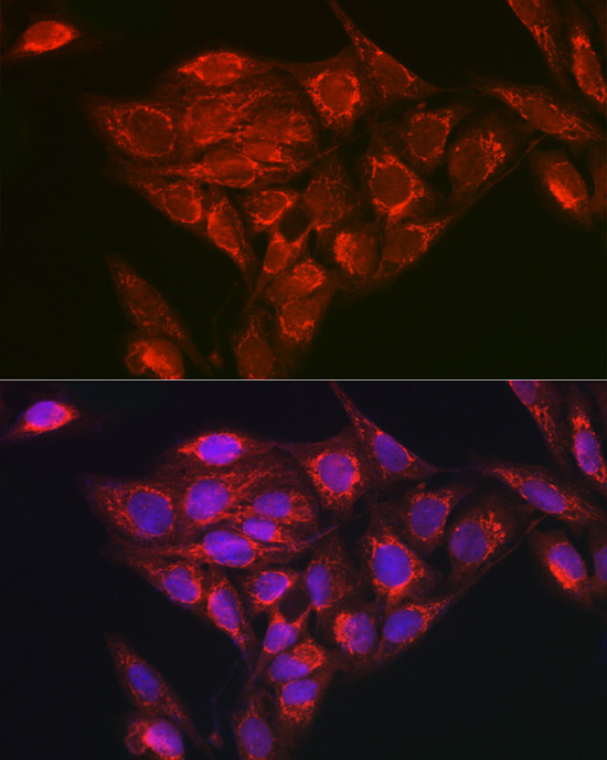 Immunofluorescence analysis of U2OS cells using NDUFB8 Polyclonal Antibody at dilution of 1:100 (40x lens). Blue: DAPI for nuclear staining.