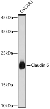 Western blot analysis of extracts of OVCAR3 cells using Claudin 6 Polyclonal Antibody at 1:1000 dilution.