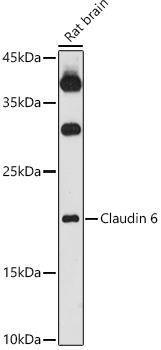 Western blot analysis of extracts of Rat brain using Claudin 6 Polyclonal Antibody at 1:1000 dilution.