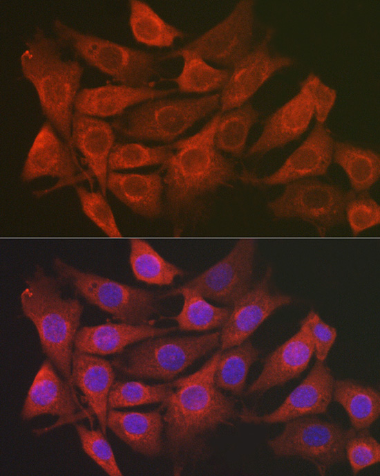 Immunofluorescence analysis of NIH/3T3 cells using SCRN1 Polyclonal Antibody at dilution of 1:100 (40x lens). Blue: DAPI for nuclear staining.