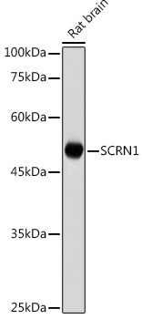 Western blot analysis of extracts of Rat brain  using SCRN1 Polyclonal Antibody at 1:1000 dilution.