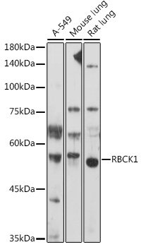 Western blot analysis of extracts of various cell lines using RBCK1 Polyclonal Antibody at 1:1000 dilution.