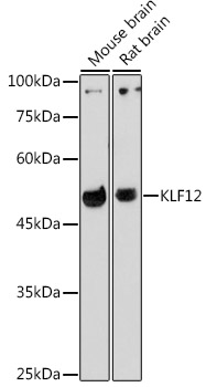 Western blot analysis of extracts of various cell lines using KLF12 Polyclonal Antibody at 1:1000 dilution.