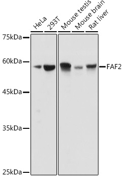 Western blot analysis of extracts of various cell lines using FAF2 Polyclonal Antibody at 1:1000 dilution.