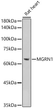 Western blot analysis of extracts of Rat heart using MGRN1 Polyclonal Antibody at 1:1000 dilution.