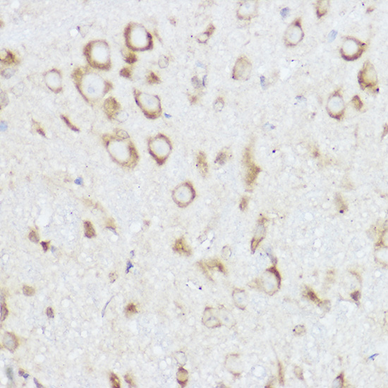 Immunohistochemistry of paraffin-embedded mouse spinal cord using NEURL1B Polyclonal Antibody at dilution of 1:100 (40x lens).Perform high pressure antigen retrieval with 10 mM citrate buffer pH 6.0 before commencing with IHC staining protocol.