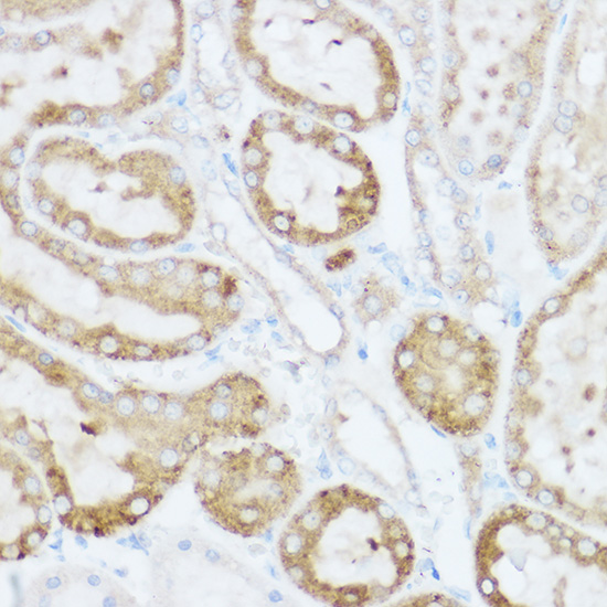 Immunohistochemistry of paraffin-embedded rat kidney using NEURL1B Polyclonal Antibody at dilution of 1:100 (40x lens).Perform high pressure antigen retrieval with 10 mM citrate buffer pH 6.0 before commencing with IHC staining protocol.