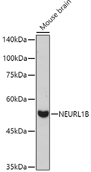 Western blot analysis of extracts of Mouse brain using NEURL1B Polyclonal Antibody at 1:1000 dilution.