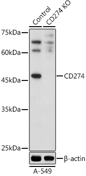 Western blot analysis of extracts from normal (control) and CD274  knockout (KO) A-549 cells, using CD274  Polyclonal Antibody at 1:500 dilution.